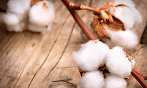 Why is Organic Cotton Better than Conventional Cotton?
